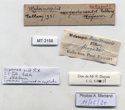 BE-RBINS-INV-MT-2158-Melanopsis-mogadorensis-st-label.jpg BE-RBINS-INV-MT-2158-Melanopsis-mogadorensis-st-label.jpg