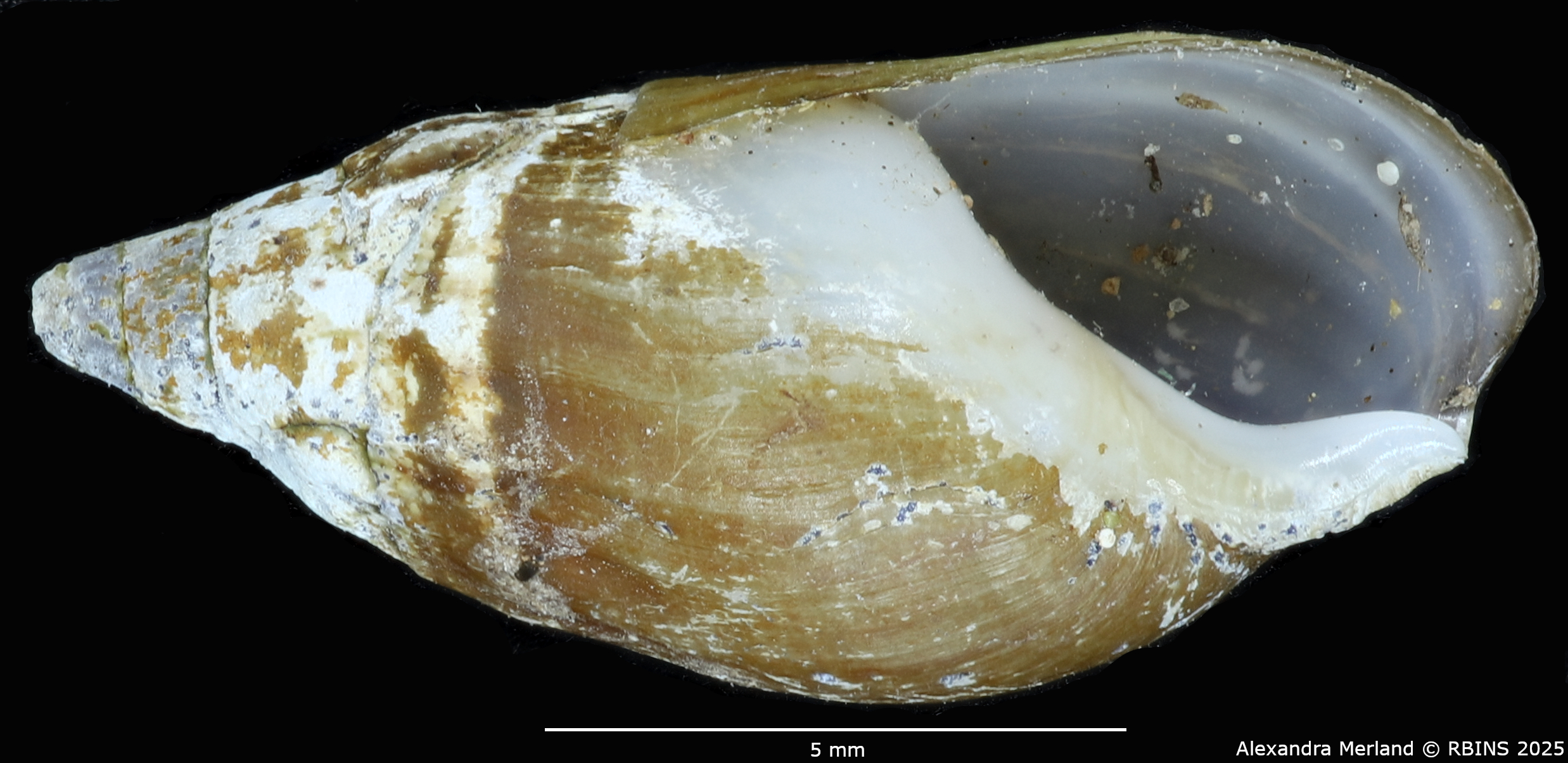 BE-RBINS-INV-MT-2158-Melanopsis-mogadorensis-st-V.jpg