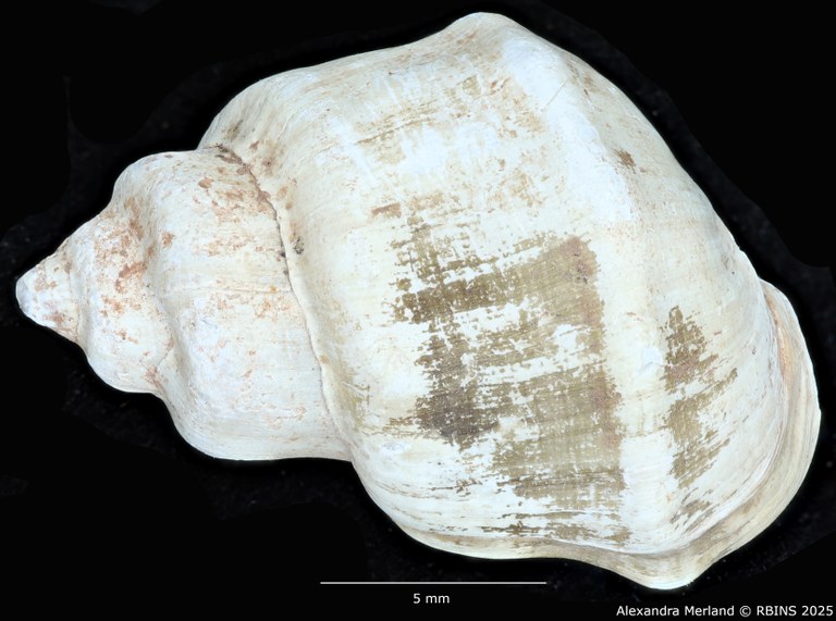 BE-RBINS-INV-MT-2159-Melanopsis-mourebeyensis-st-D.jpg BE-RBINS-INV-MT-2159-Melanopsis-mourebeyensis-st-D.jpg