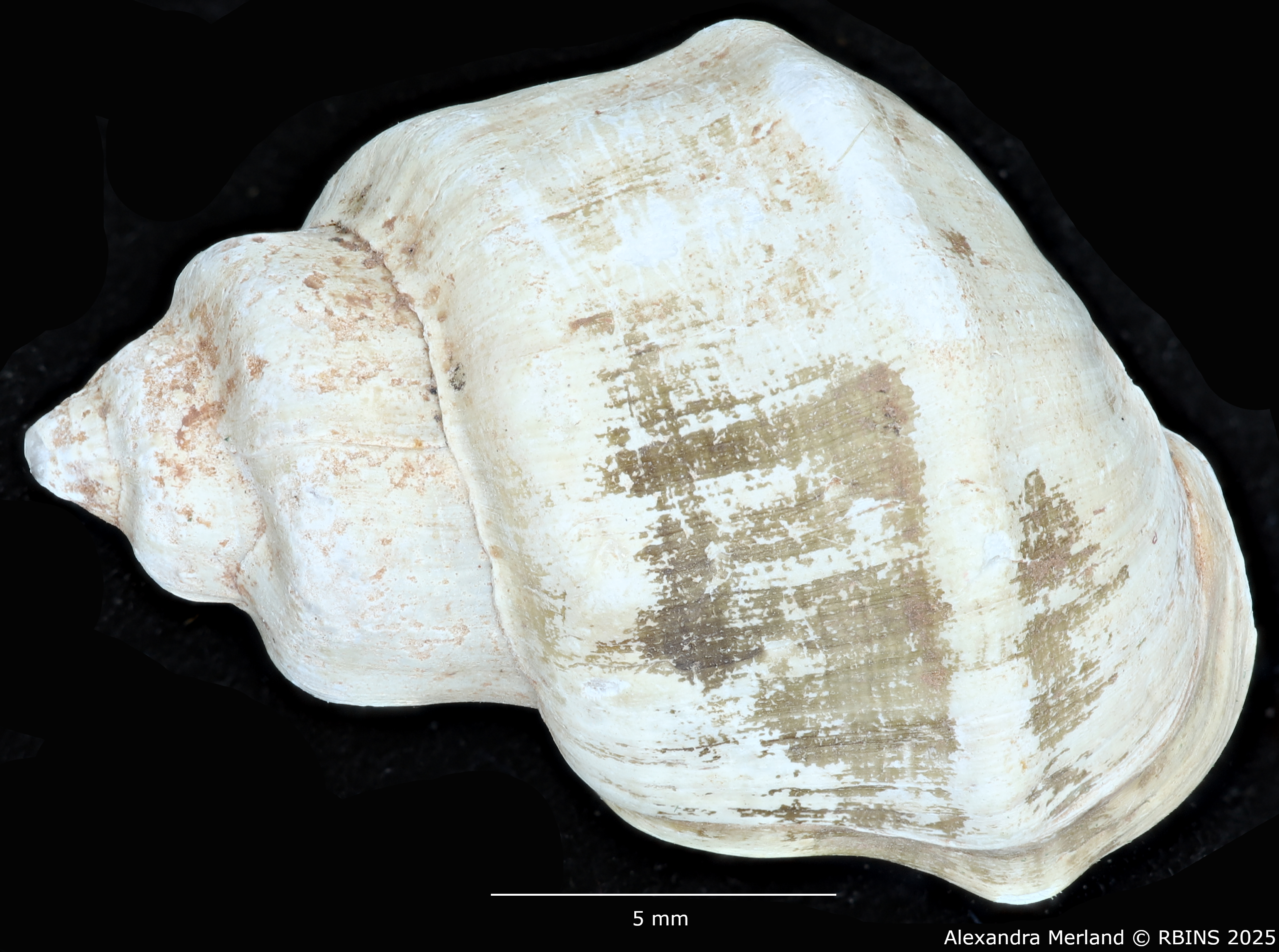 BE-RBINS-INV-MT-2159-Melanopsis-mourebeyensis-st-D.jpg