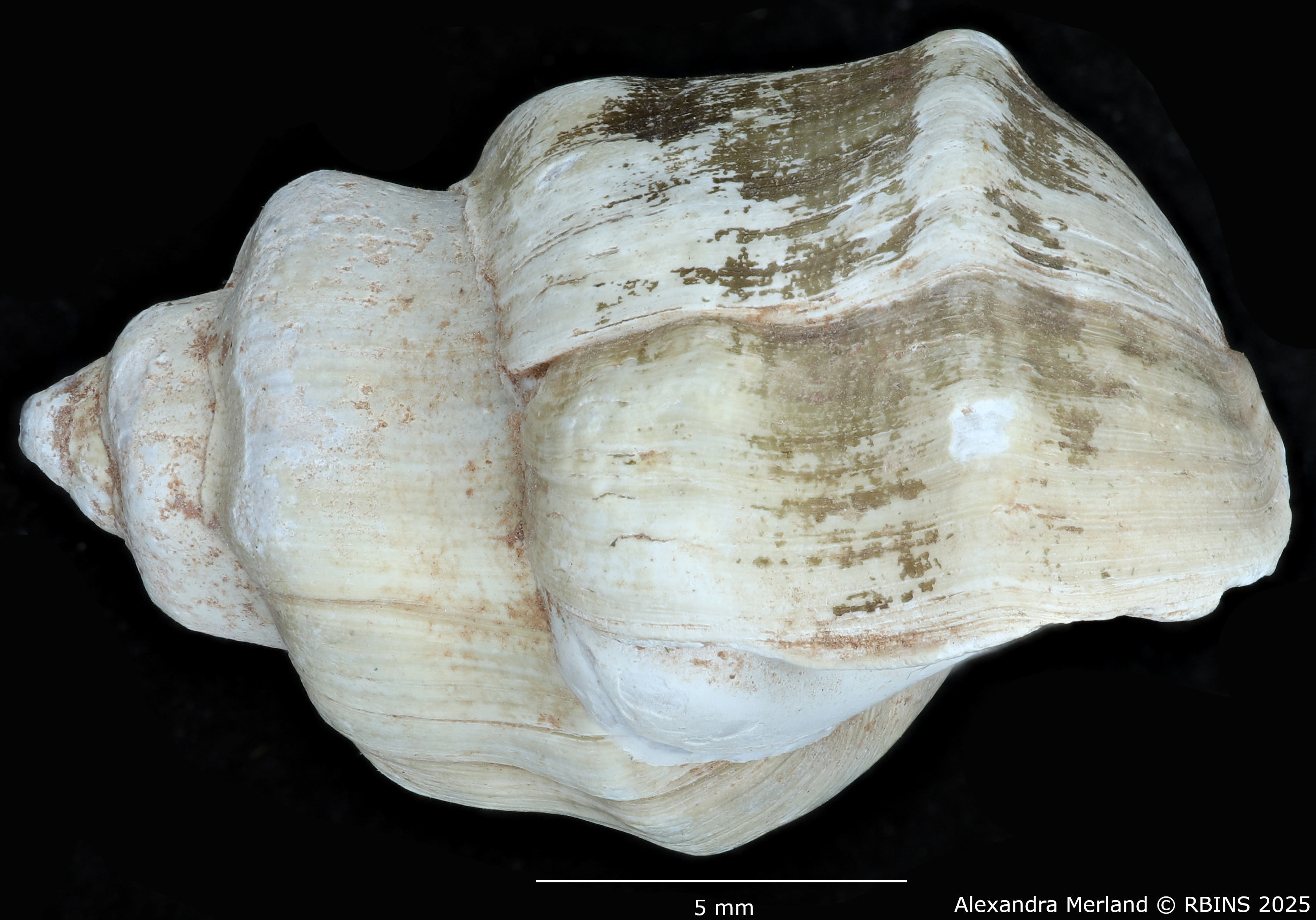 BE-RBINS-INV-MT-2159-Melanopsis-mourebeyensis-st-L.jpg
