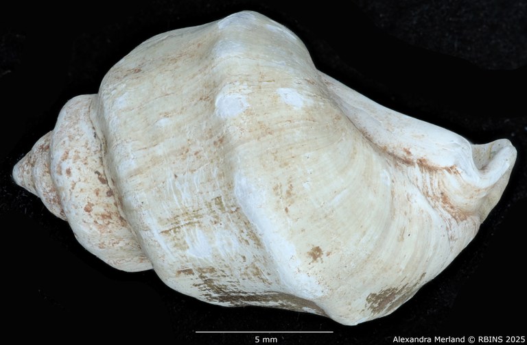 BE-RBINS-INV-MT-2159-Melanopsis-mourebeyensis-st-L2.jpg BE-RBINS-INV-MT-2159-Melanopsis-mourebeyensis-st-L2.jpg