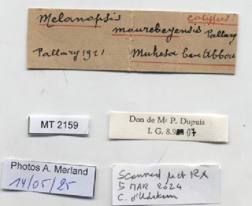 BE-RBINS-INV-MT-2159-Melanopsis-mourebeyensis-st-label.jpg BE-RBINS-INV-MT-2159-Melanopsis-mourebeyensis-st-label.jpg