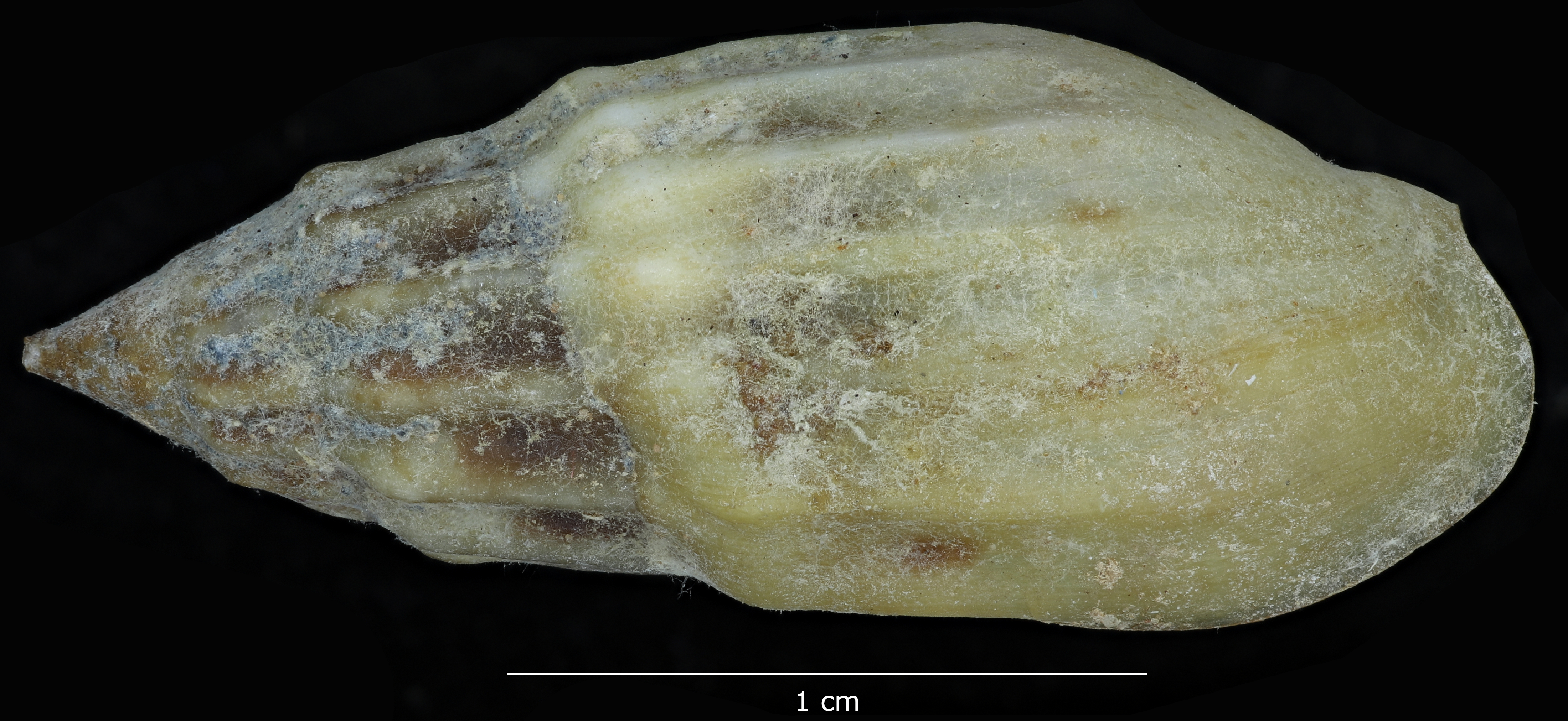 BE-RBINS-INV-MT-2160-Melanopsis-neolithica-moderna-st-D.jpg