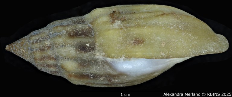 BE-RBINS-INV-MT-2160-Melanopsis-neolithica-moderna-st-L.jpg