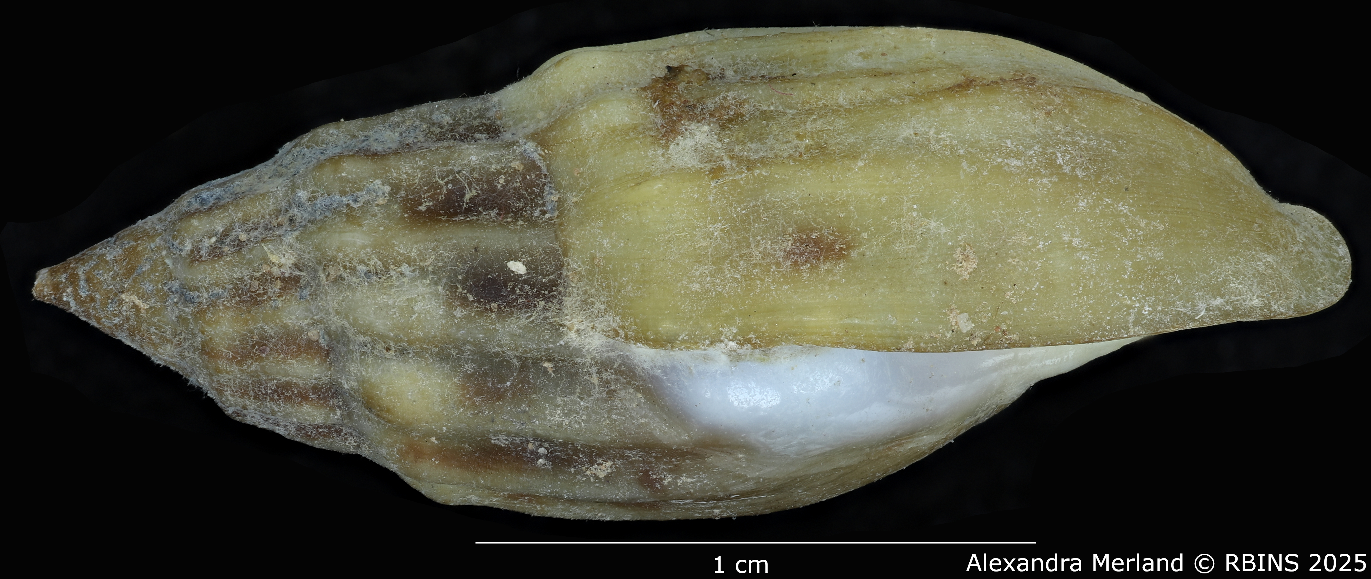 BE-RBINS-INV-MT-2160-Melanopsis-neolithica-moderna-st-L.jpg