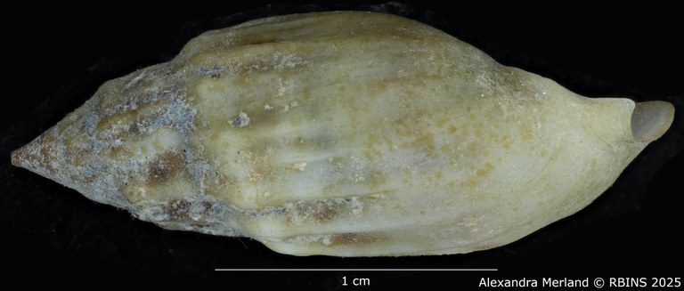 BE-RBINS-INV-MT-2160-Melanopsis-neolithica-moderna-st-L2.jpg