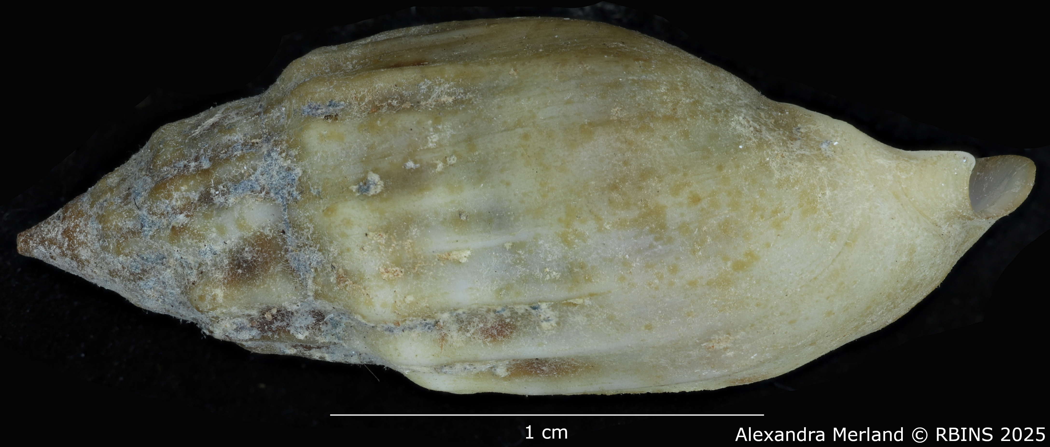 BE-RBINS-INV-MT-2160-Melanopsis-neolithica-moderna-st-L2.jpg