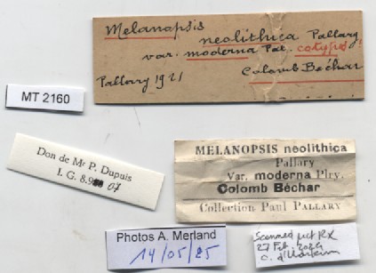 BE-RBINS-INV-MT-2160-Melanopsis-neolithica-moderna-st-label.jpg