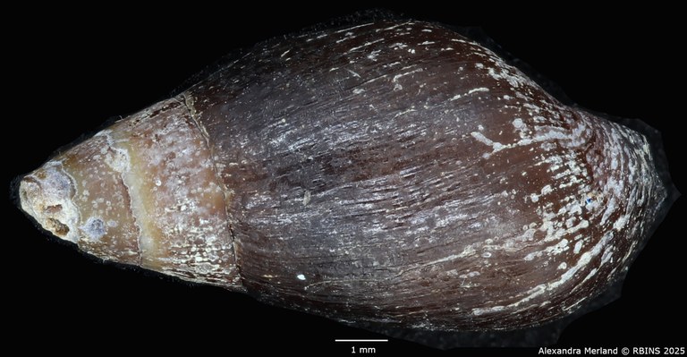 BE-RBINS-INV-MT-2163-Melanopsis-pseudoferussaci-minor-st-D.jpg