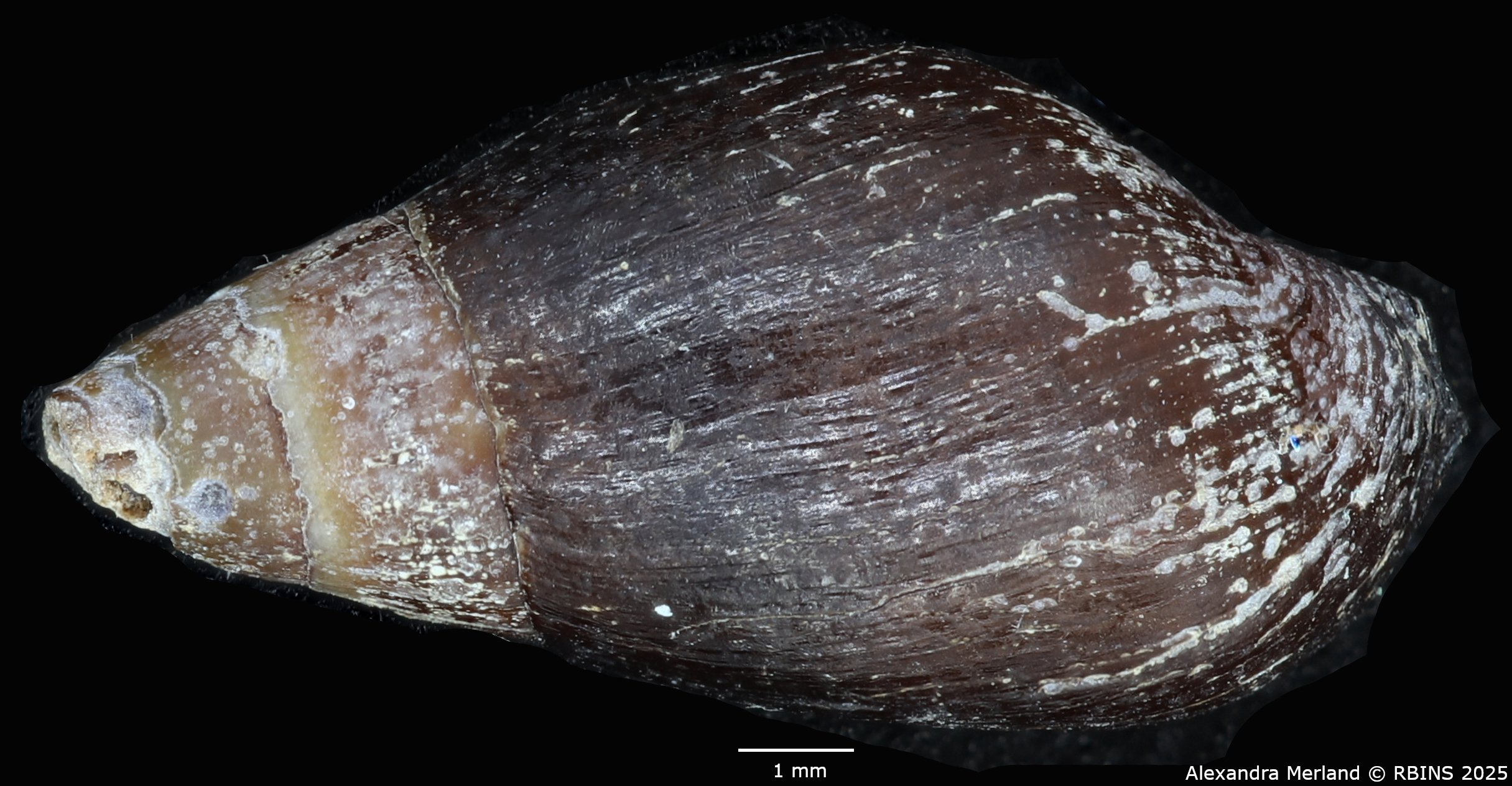 BE-RBINS-INV-MT-2163-Melanopsis-pseudoferussaci-minor-st-D.jpg