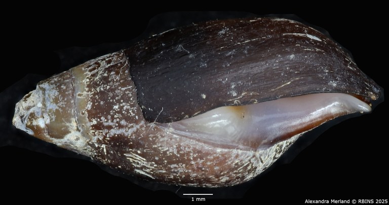 BE-RBINS-INV-MT-2163-Melanopsis-pseudoferussaci-minor-st-L.jpg