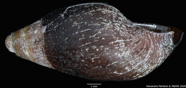BE-RBINS-INV-MT-2163-Melanopsis-pseudoferussaci-minor-st-L2.jpg