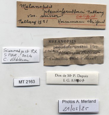 BE-RBINS-INV-MT-2163-Melanopsis-pseudoferussaci-minor-st-label.jpg