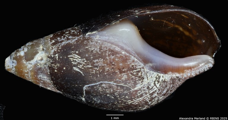 BE-RBINS-INV-MT-2163-Melanopsis-pseudoferussaci-minor-st-V.jpg
