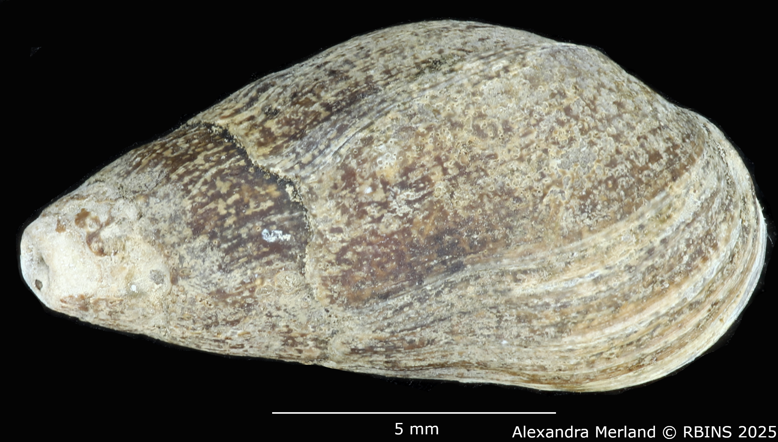 BE-RBINS-INV-MT-2162-Melanopsis-pseudoferussaci-st-D.jpg