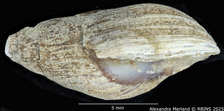 BE-RBINS-INV-MT-2162-Melanopsis-pseudoferussaci-st-L.jpg