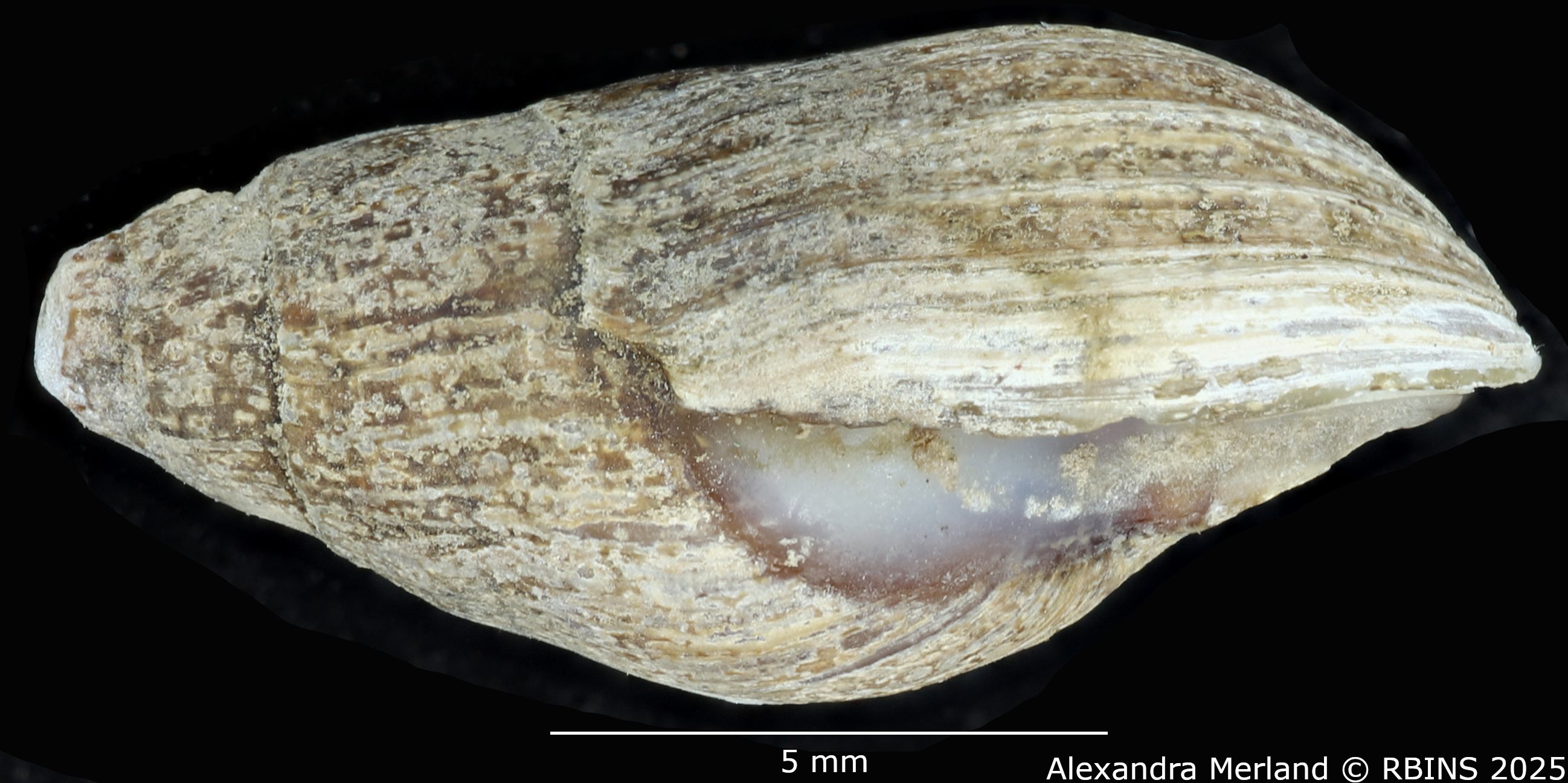 BE-RBINS-INV-MT-2162-Melanopsis-pseudoferussaci-st-L.jpg