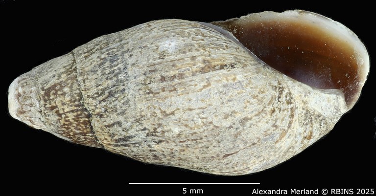 BE-RBINS-INV-MT-2162-Melanopsis-pseudoferussaci-st-L2.jpg