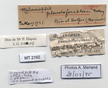 BE-RBINS-INV-MT-2162-Melanopsis-pseudoferussaci-st-label.jpg