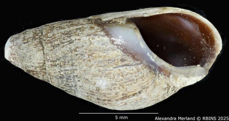 BE-RBINS-INV-MT-2162-Melanopsis-pseudoferussaci-st-V.jpg