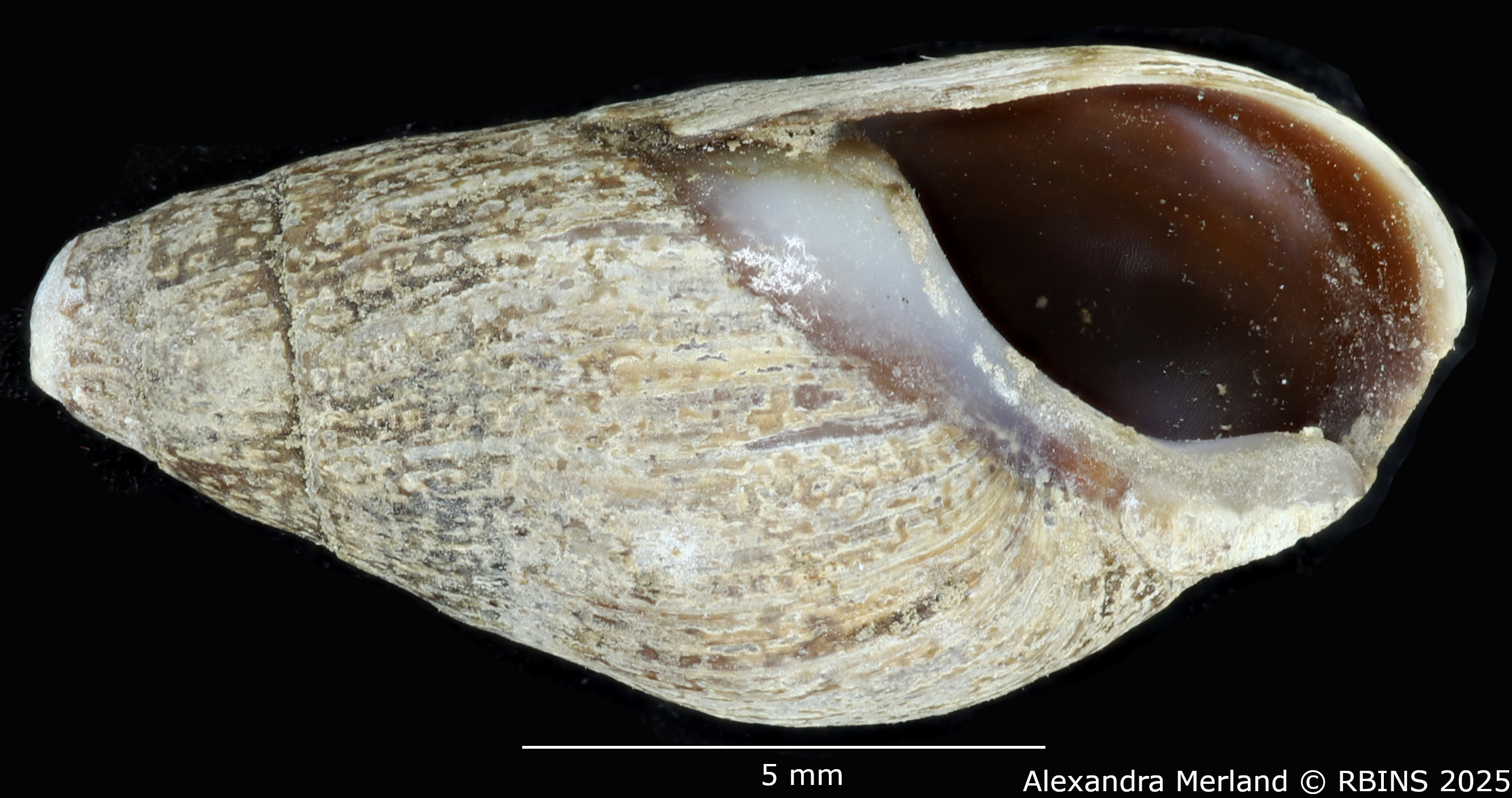 BE-RBINS-INV-MT-2162-Melanopsis-pseudoferussaci-st-V.jpg