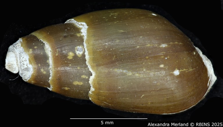 BE-RBINS-INV-MT-2161-Melanopsis-pseudoferussaci-st-D.jpg