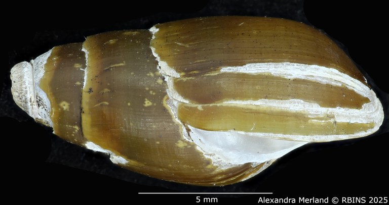 BE-RBINS-INV-MT-2161-Melanopsis-pseudoferussaci-st-L.jpg
