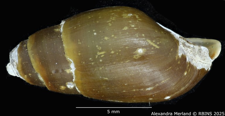 BE-RBINS-INV-MT-2161-Melanopsis-pseudoferussaci-st-L2.jpg