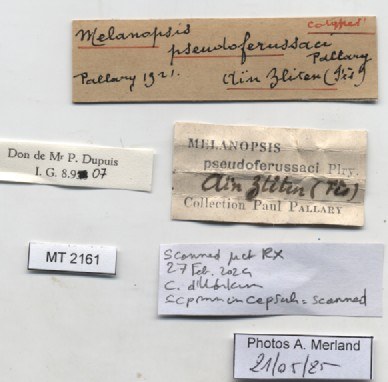 BE-RBINS-INV-MT-2161-Melanopsis-pseudoferussaci-st-label.jpg
