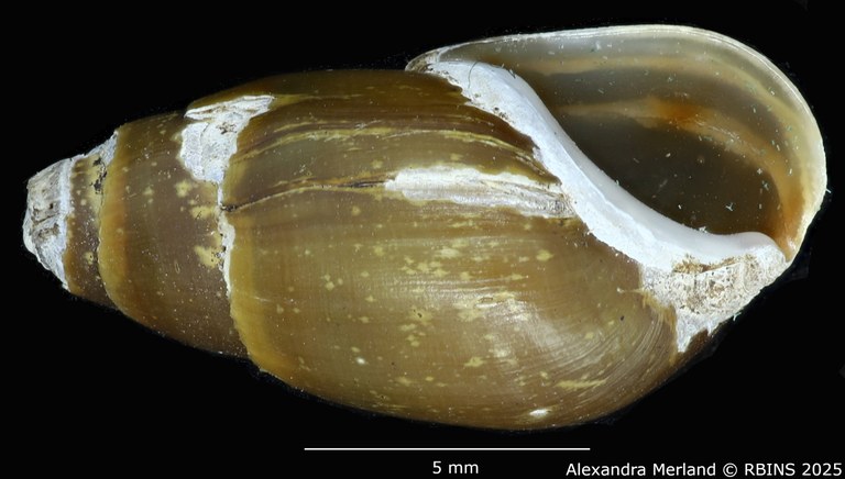 BE-RBINS-INV-MT-2161-Melanopsis-pseudoferussaci-st-V.jpg