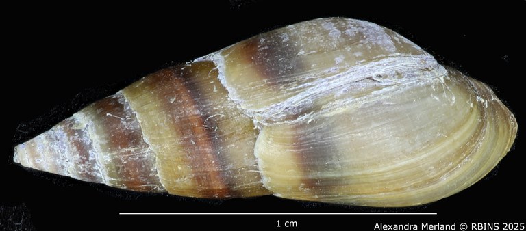 BE-RBINS-INV-MT-2164-Melanopsis-ricardi-st-D.jpg