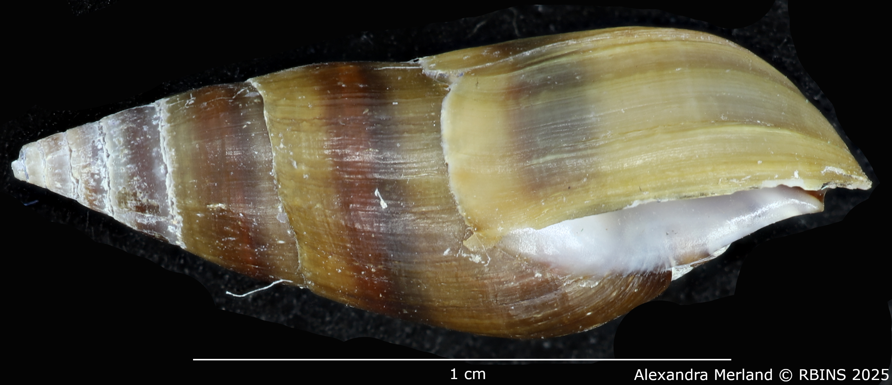 BE-RBINS-INV-MT-2164-Melanopsis-ricardi-st-L.jpg