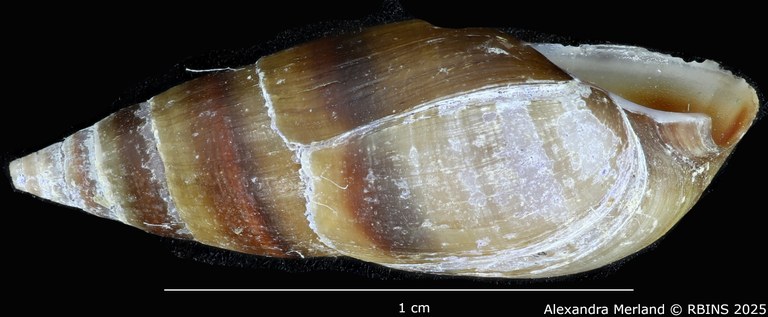 BE-RBINS-INV-MT-2164-Melanopsis-ricardi-st-L2.jpg