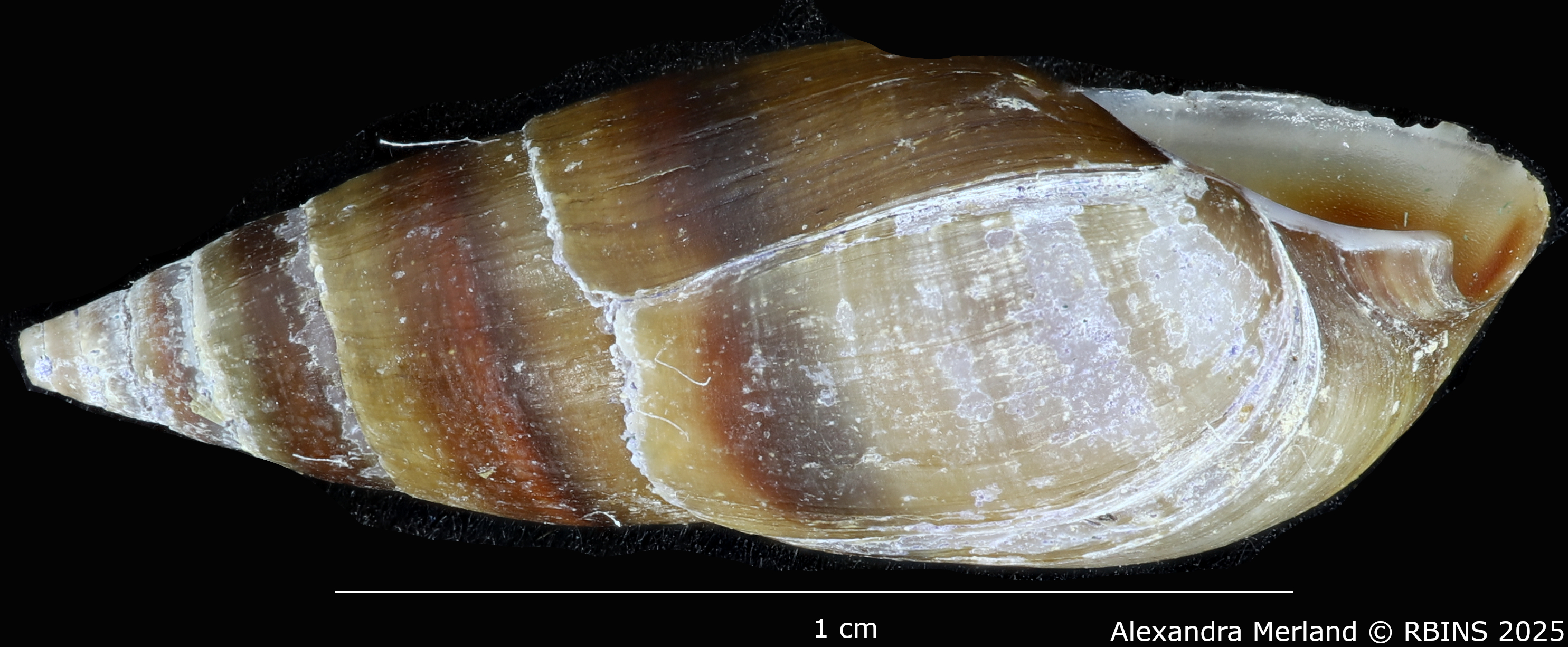 BE-RBINS-INV-MT-2164-Melanopsis-ricardi-st-L2.jpg
