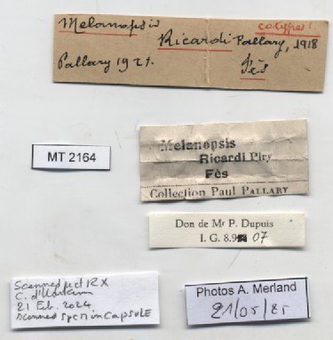 BE-RBINS-INV-MT-2164-Melanopsis-ricardi-st-label.jpg