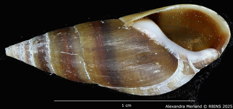 BE-RBINS-INV-MT-2164-Melanopsis-ricardi-st-V.jpg