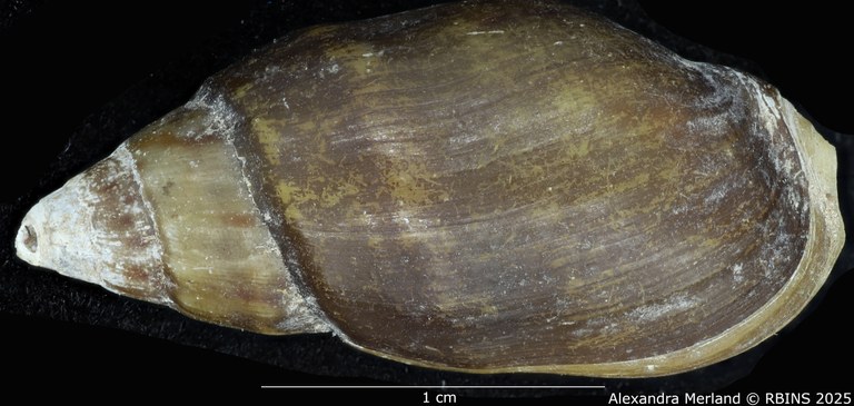 BE-RBINS-INV-MT-2165-Melanopsis-subimpressa-st-D.jpg
