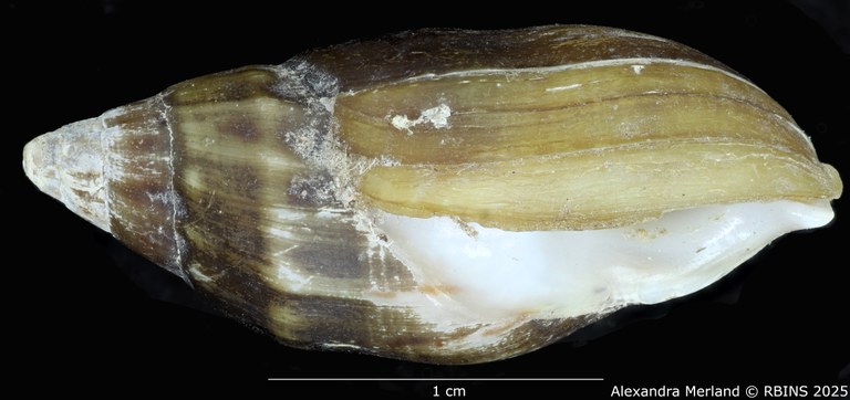 BE-RBINS-INV-MT-2165-Melanopsis-subimpressa-st-L.jpg