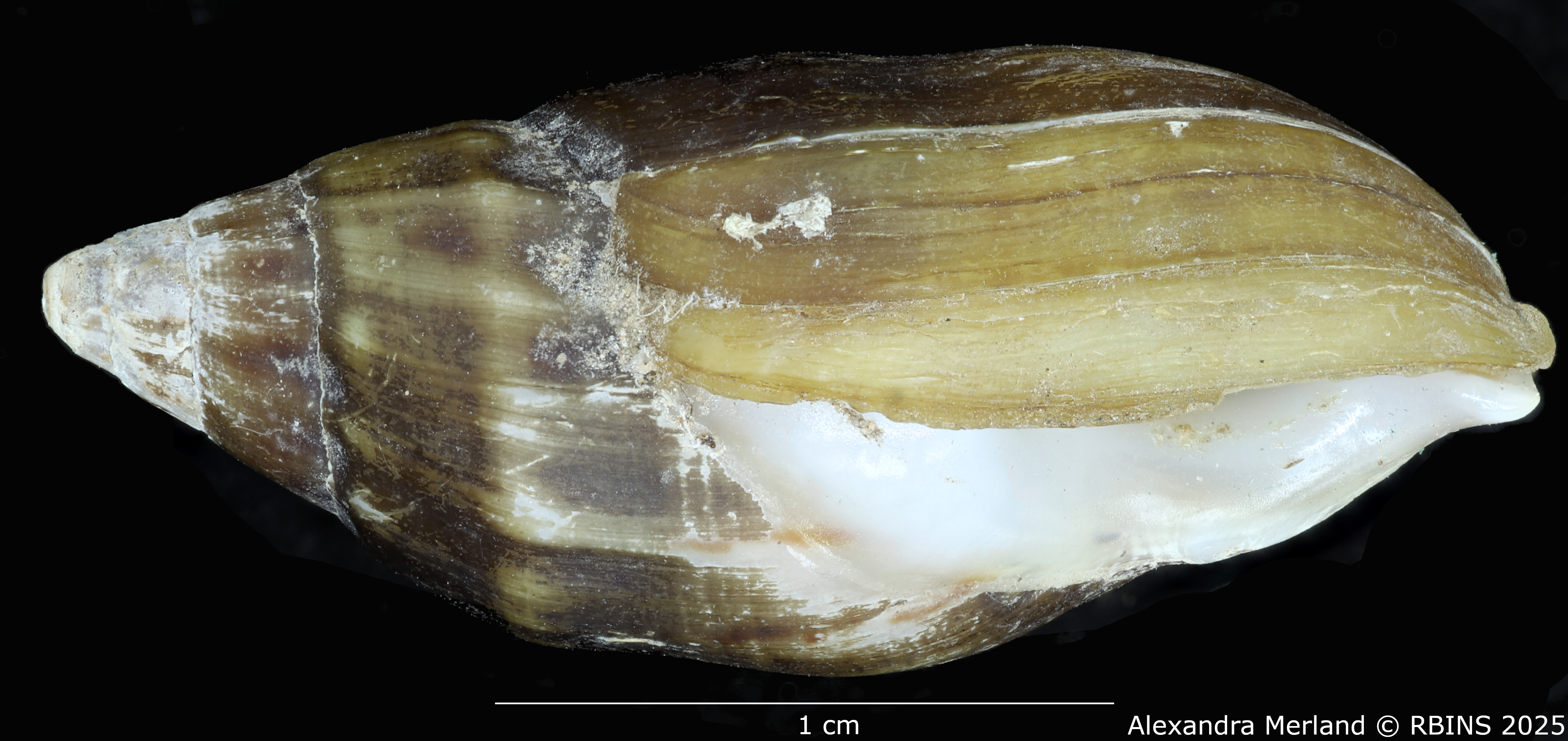 BE-RBINS-INV-MT-2165-Melanopsis-subimpressa-st-L.jpg
