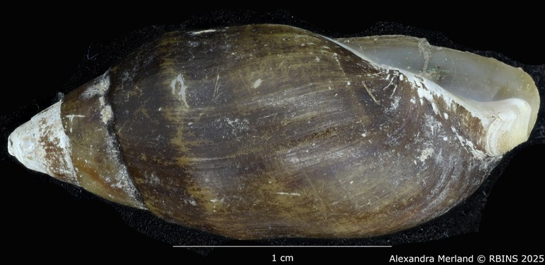 BE-RBINS-INV-MT-2165-Melanopsis-subimpressa-st-L2.jpg