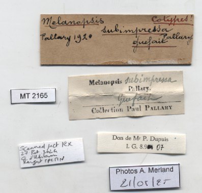 BE-RBINS-INV-MT-2165-Melanopsis-subimpressa-st-label.jpg
