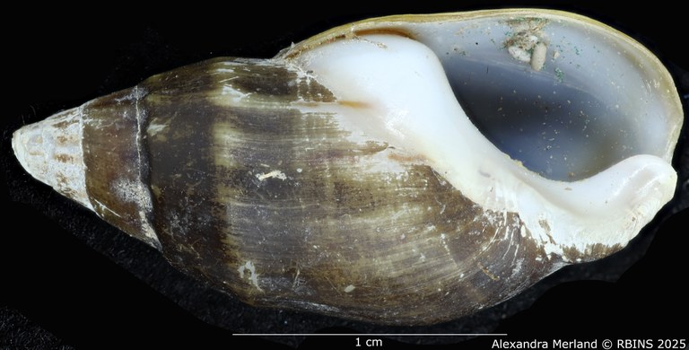 BE-RBINS-INV-MT-2165-Melanopsis-subimpressa-st-V.jpg