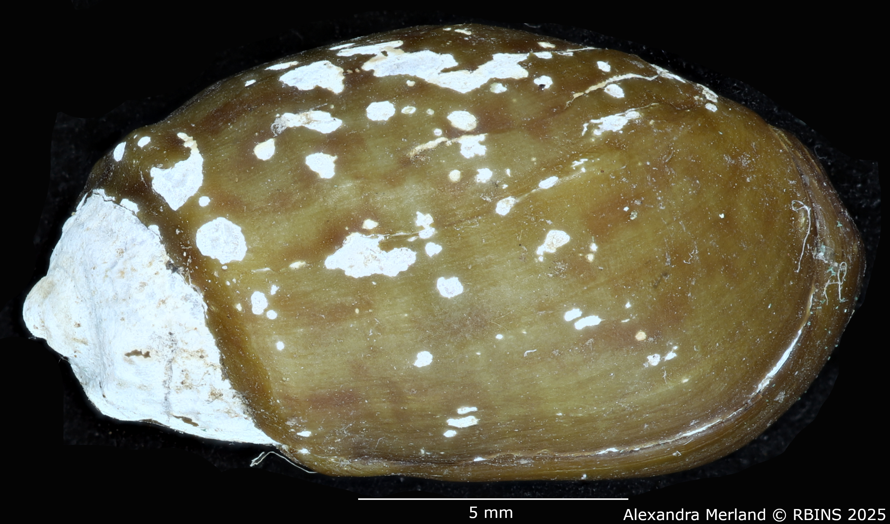 BE-RBINS-INV-MT-2166-Melanopsis-torquilla-st-D.jpg