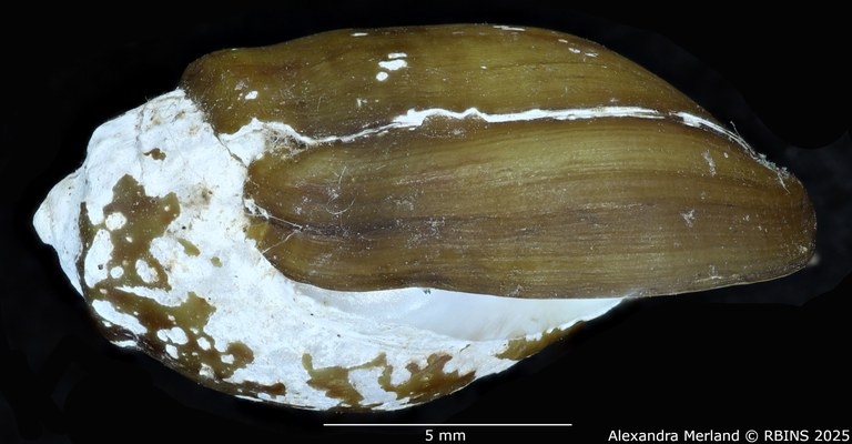 BE-RBINS-INV-MT-2166-Melanopsis-torquilla-st-L.jpg BE-RBINS-INV-MT-2166-Melanopsis-torquilla-st-L.jpg