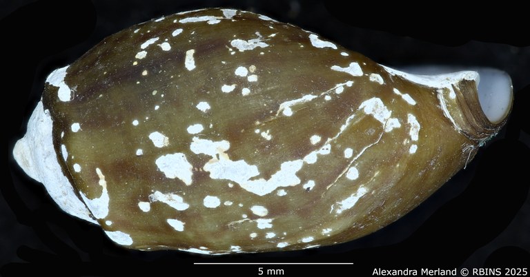 BE-RBINS-INV-MT-2166-Melanopsis-torquilla-st-L2.jpg BE-RBINS-INV-MT-2166-Melanopsis-torquilla-st-L2.jpg