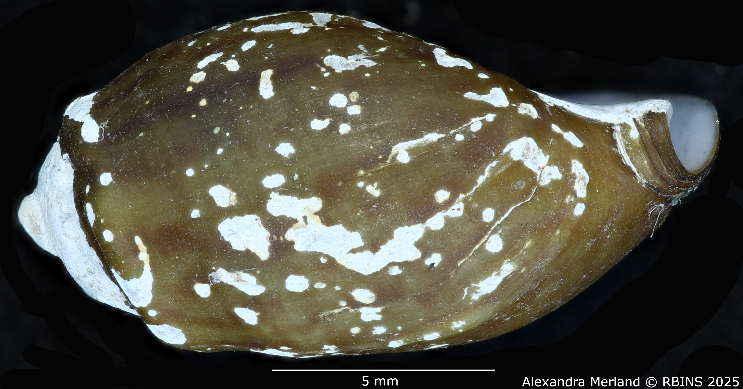 BE-RBINS-INV-MT-2166-Melanopsis-torquilla-st-L2.jpg