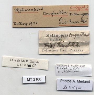 BE-RBINS-INV-MT-2166-Melanopsis-torquilla-st-label.jpg BE-RBINS-INV-MT-2166-Melanopsis-torquilla-st-label.jpg
