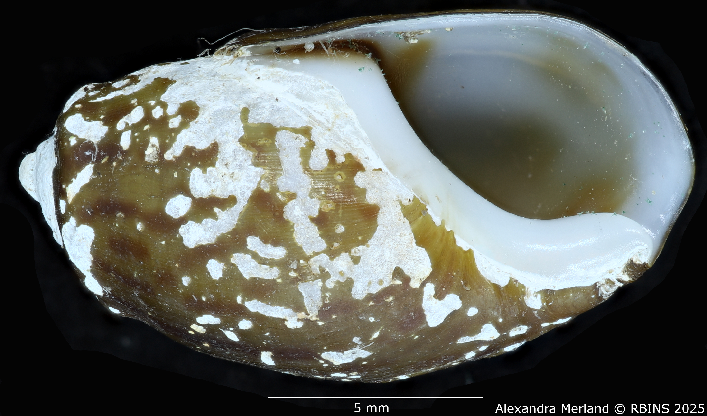 BE-RBINS-INV-MT-2166-Melanopsis-torquilla-st-V.jpg