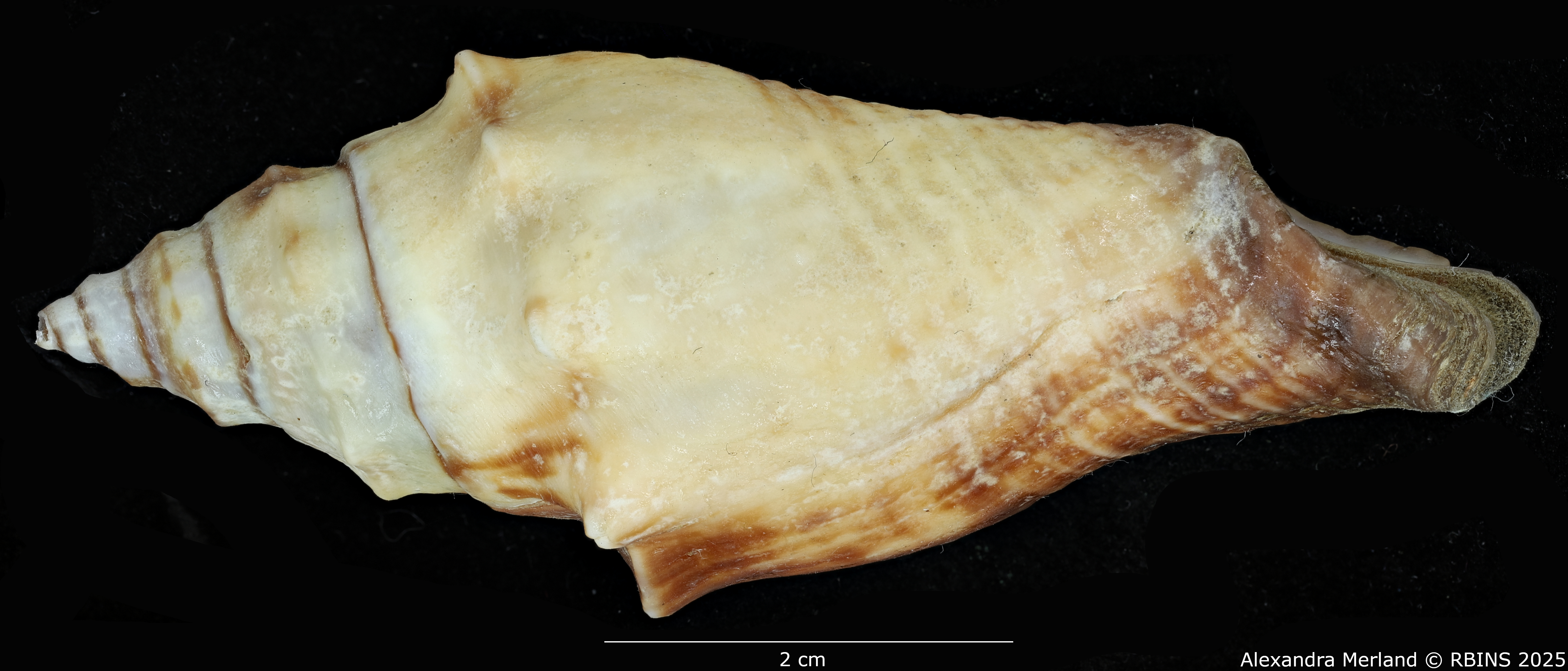 BE-RBINS-INV-MT-2298-Pugilina-dirki-ht-L2.jpg